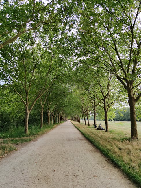 A long, straight pathway lined with evenly spaced deciduous trees on both sides, their green foliage forming a canopy overhead. The pathway appears to be in a park or green space near Brockwell Park,